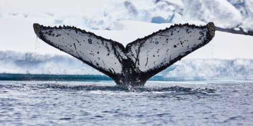 Ein Fotokunstwerk einer glänzenden Fluke eines Wals, die ins Wasser eintaucht.