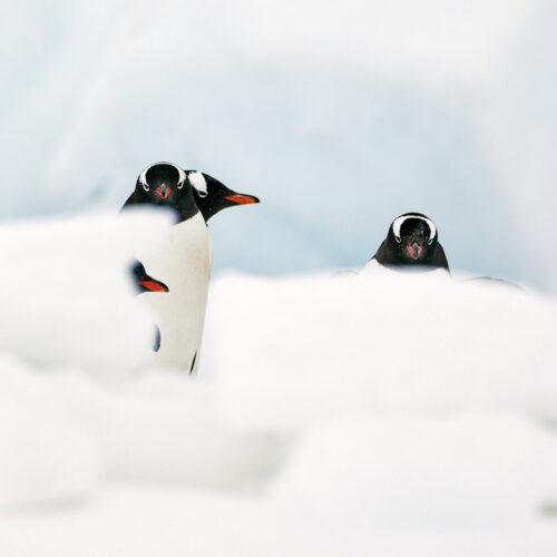 Das farbige Fotokustwerk von vier Pinguinen in der Antarktis, die zum Teil von Schnee verdeckt sind. Von ihnen schauen zwei in die Kamera.