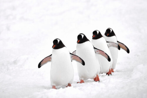 Ein Fotokunstwerk mit vier hintereinander laufenden Pinguinen im Schnee.