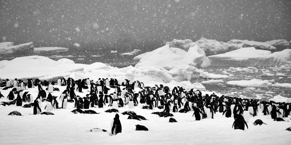 Ein Fotokunstwerk mit vielen Pinguinen auf einer großen Schneefläche. Das Bild stammt aus der Antarktis.