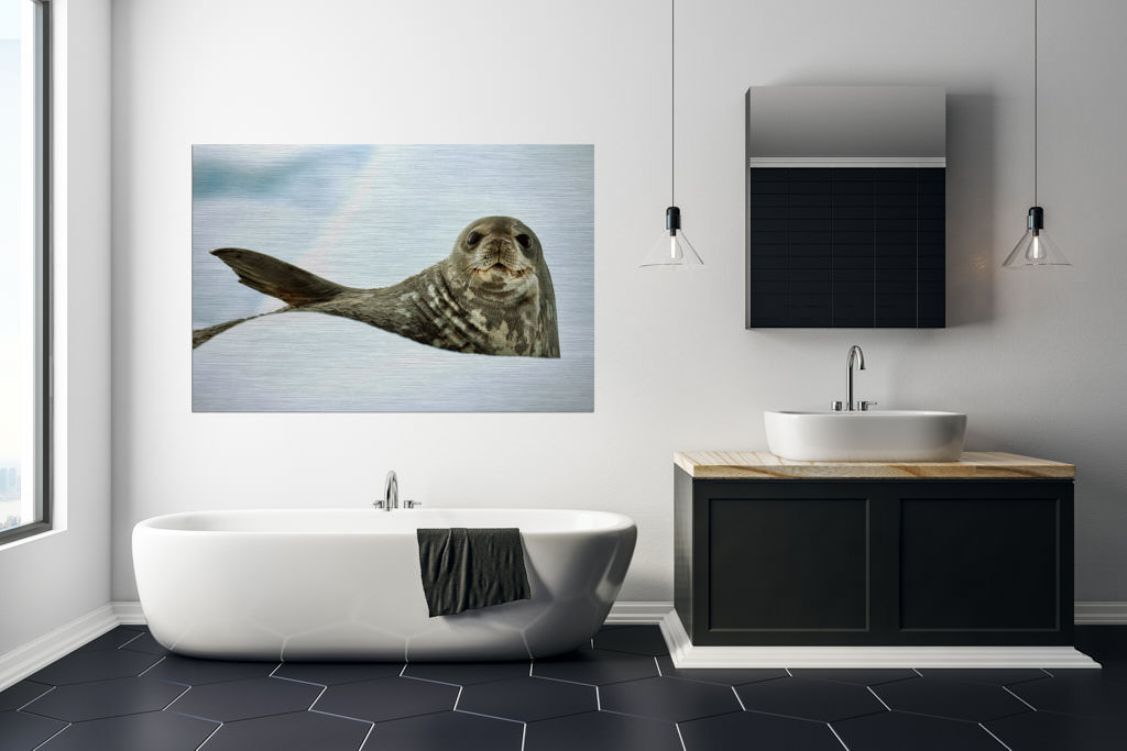 Ein Fotokunstwerk, im Badezimmer einer Loft, mit einer braunen Robbe, welche im Schnee liegt.