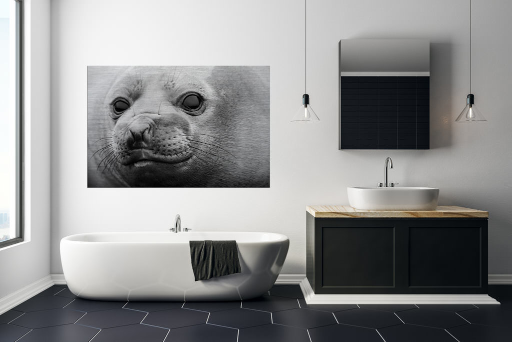 Ein schwarz-weißes Fotokunstwerk,im Badezimmer einer Loft, auf welchem eine Robbe in die Kamera lächelt.