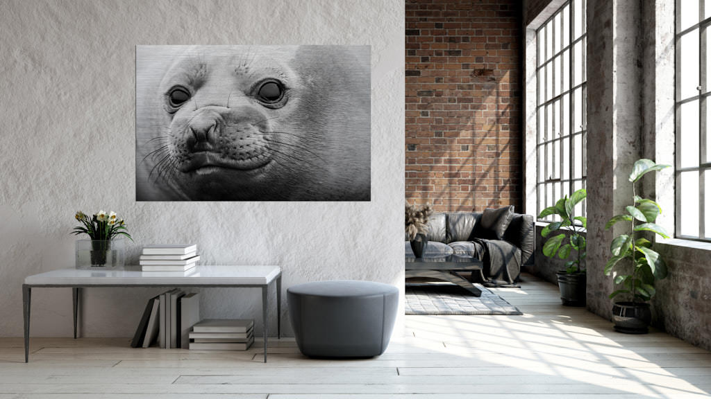 Ein schwarz-weißes Fotokunstwerk,in einer Loft, auf welchem eine Robbe in die Kamera lächelt.