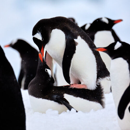 Das farbige Fotokustwerk von Pinguinen, fotografiert in der Antarktis.
