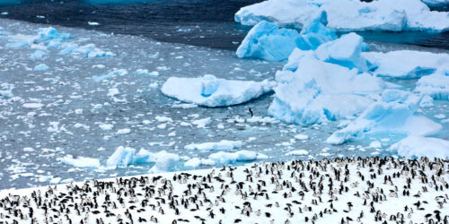 Ein Fotokunstwerk von vielen Pinguinen, welche sich auf einer großen Schneefläche befinden. Im Hintergrund eine fliegende Möwe, umgeben von Eisbergen. Das Bild ist in der Antarktis entstanden.